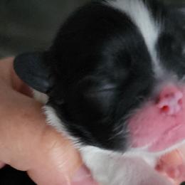Kalea - Black and white Shih Tzu puppy in Phoenix, Arizona from AZSHIHTZCREW