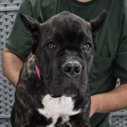 AKC and ICCF - Pink Collar Girl - Dusty X Lawman - Black brindle female Cane Corso puppy in Gorman, Texas from McOmber Country Kennels