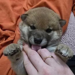 Yumi - Red female Shiba Inu puppy in Marianna, Florida from Diwasou