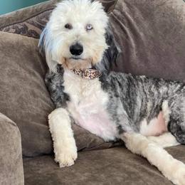 Catahoula Leopard Dogs, Goldendoodles, Poodles, and Sheepadoodles from Prospect Catahoula Farms, LLC