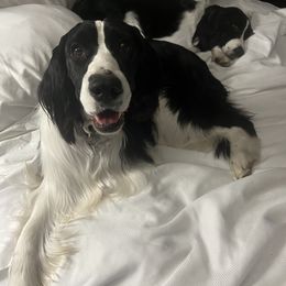 English Springer Spaniel All Grown Up from Llewellyn Farms English Springer Spaniels