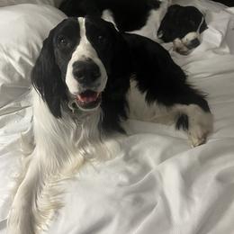 English Springer Spaniel All Grown Up from Llewellyn Farms English Springer Spaniels