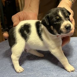 Ryan - White black and tan male Rat Terrier puppy in Gonzales, Texas from Sunshine Deckers