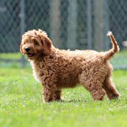 Purple Girl Cavadoodle - Red female Assorted Doodle Crosses puppy in Colonial Beach, Virginia from Bristol Mine Kennels
