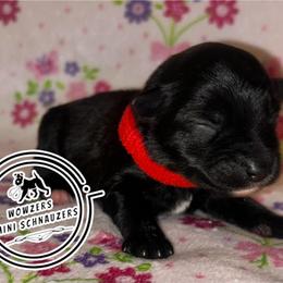 Red Collar - Black female Miniature Schnauzer puppy in Conroe, Texas from Wowzers Mini Schnauzers