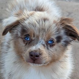 Australian Shepherds, Miniature Australian Shepherds, and Toy Australian Shepherds from A&M Australian Shepherds