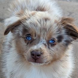 Australian Shepherds, Miniature Australian Shepherds, and Toy Australian Shepherds from A&M Australian Shepherds