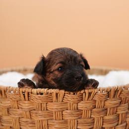 Summer (Green Collar) - Parti male Yorkshire Terrier puppy in Las Vegas, Nevada from Plush Toy Poodle Puppies & Pals