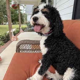 Bernedoodles from Full Hands Farm