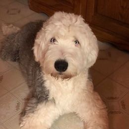 Old English Sheepdogs from Misty Blue’s Old English Sheepdogs