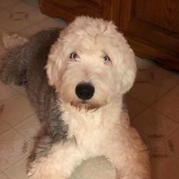 Old English Sheepdogs from Misty Blue’s Old English Sheepdogs