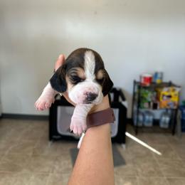 Boy 7 - Black and white male Basset Hound puppy in Las Animas, Colorado from J&D Dachsies