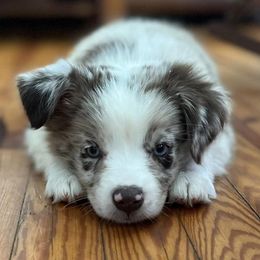 Miniature Australian Shepherds from Appalachian Aussies