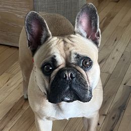 French Bulldogs from Cathcart Family Frenchies
