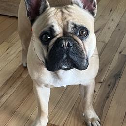 French Bulldogs from Cathcart Family Frenchies