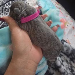 Princess Vivian - Blue female French Bulldog puppy in Avondale, Arizona from Montes House of  Frenchies