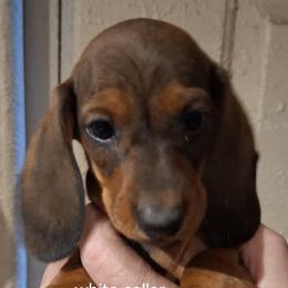Boy 4-White Collar - Red male Dachshund puppy in La Pine, Oregon from Lil Deschutes