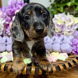 Boy 2 - Black and tan Dachshund puppy in Chillicothe, Ohio from Brittney's Dachshunds