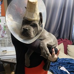 Boy 1 - Gray male Cane Corso puppy in Olympia, Washington from Grayling Dawn Cane Corso