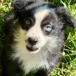 Boone - Black & white male Miniature Australian Shepherd puppy in Patterson, North Carolina from DreamLine Aussies