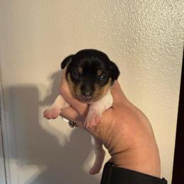 Baby 3 - White black and tan female Toy Fox Terrier puppy in Clermont, Florida from Debbie Hiles's Toy Fox Terriers