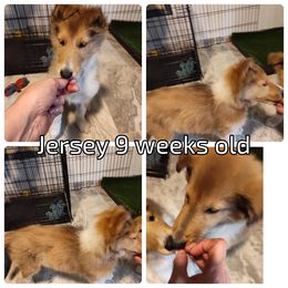 Jersey (service dog program) - Collie puppy from The Hart of Fair Bluffs Collies