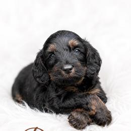 Donut - Phantom male Goldendoodle puppy in Ranger, Georgia from Muscadine Meadows Poodles and Doodles