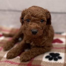 Ginger - Red  female Goldendoodle puppy in Kansas City, Kansas from Bella & Ivy’s Mini Goldendoodles of KC