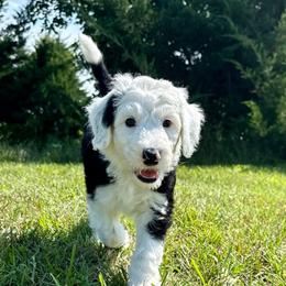 Tratter Pull - Black and white male Sheepadoodle puppy in Adams, Nebraska from Boxcar Doodles and Poodles