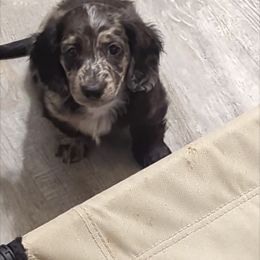 Boy 3 - Dachshund puppy in Homosassa, Florida from Foxies Doxies