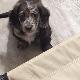 Boy 3 - Dachshund puppy in Homosassa, Florida from Foxies Doxies