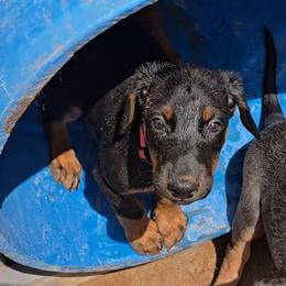 Emerald Eire's Seraphina - Black and rust female Doberman Pinscher puppy in Phoenix, Arizona from Emerald Eire Dobermanns