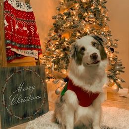 Australian Shepherd Puppies from Soggy Bottom Farms