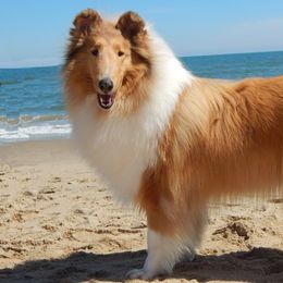 Collies from Tammie Jacobs