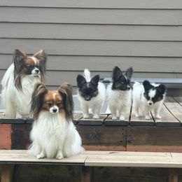 Papillon Puppies from Sapphire Papillons