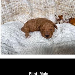 Flint - Brown male Poodle puppy in Rochester, New York from Mellies Miniature Poodles