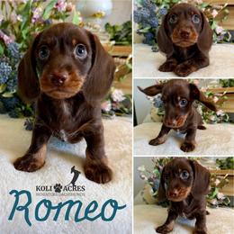 Romeo - AKC - Chocolate and tan male Dachshund puppy in Kemp, Texas from Koli Acres