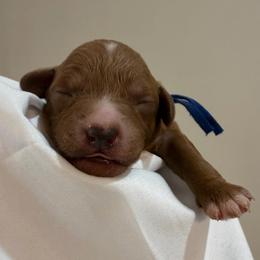 Blue Collar - Jack - Red  male Goldendoodle puppy in Cape Coral, Florida from Nay Nays Mini Doodles