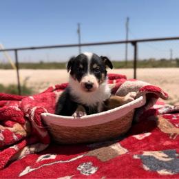 Havoc - Tri-color male Border Collie puppy in Odessa, Texas from High Velocity Stockdogs