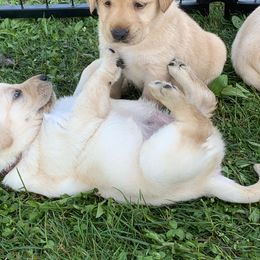 Labrador Retriever Puppies from Cary’s Buck Creek Retrievers