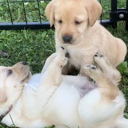 Labrador Retriever Puppies from Cary’s Buck Creek Retrievers
