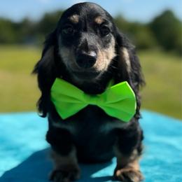 Floyd - Black and tan male Dachshund puppy in Lincoln, Arkansas from Red Dirt Dachshunds