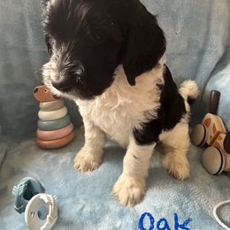 Goldendoodle Puppies from Lumley Acres Doodles
