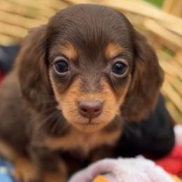 Bean - Chocolate and tan male Dachshund puppy in Salem, Oregon from Longdox Mini Dachshunds