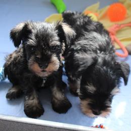 Miniature Schnauzer puppies from Clay Hill Kennels