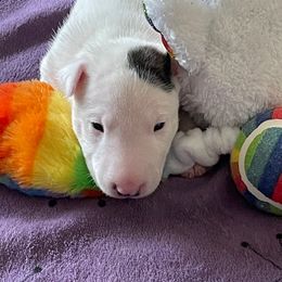 Miniature Bull Terrier Puppies from Tonka Miniature Bull Terriers