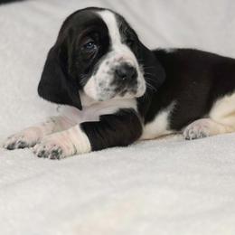 Cupid 'blue collar' - Black and white male Basset Hound puppy in Valley, Washington from Peaceful Valley Paws