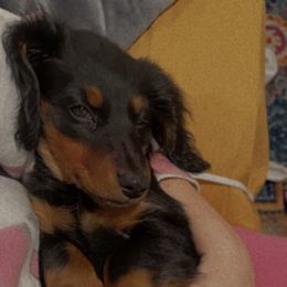 Dachshund Puppies from Champion Dachshunds