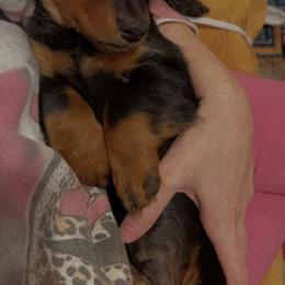 Dachshund Puppies from Champion Dachshunds