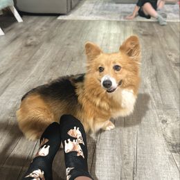 DeDe - Pembroke Welsh Corgi